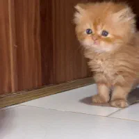 بچه گربه پرشین خاص دوست داشتنی