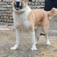 سگ نژاد دار