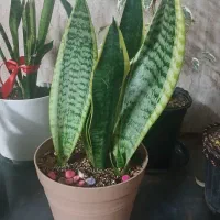 گل سانسوریا|گل و گیاه طبیعی|باقرشهر, |دیوار