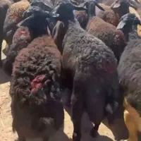 میش داشتی