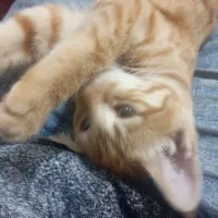 گربه گمشده.|گربه|چناران, |دیوار