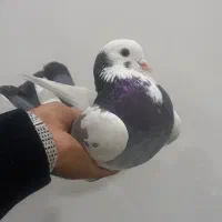 کبوتر گوره ابلق