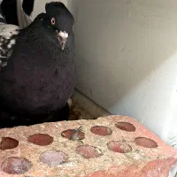 کفتر جفت سینه سیاه