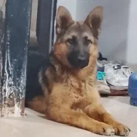 سگ ژرمن  ماده