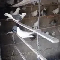 کبوتر تهرانی|پرنده|شهریار, شهریار|دیوار