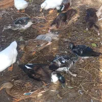 فروشی|حیوانات مزرعه|رودبنه, |دیوار