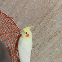 دو عدد عروس هلندی ب فروش میرود|پرنده|کرج, حصارک پایین|دیوار