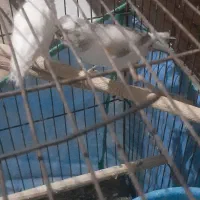 جفت قناری|پرنده|بندرعباس, |دیوار