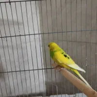 مرغ عشق خوش رنگ|پرنده|مشکیندشت, |دیوار