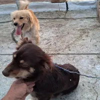 یک جفت سگ پاکوتاه پشمالو(اشپیتز)مولد|سگ|رفسنجان, |دیوار