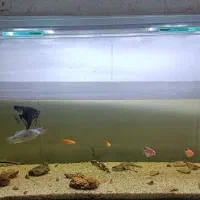 آکواریوم با ماهی