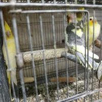 طوطی عروس  جفت و جوجه|پرنده|بهشهر, |دیوار