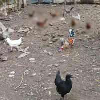 مرغ و خروس محلی سالم و سرحال|حیوانات مزرعه|شفت, |دیوار