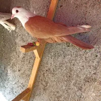 کبوترعطیقه|پرنده|مشهد, هفده شهریور|دیوار