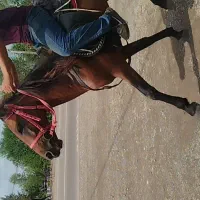 اسب ۴نیم ساله سواری|اسب و تجهیزات اسبسواری|رشت, گلباغ نماز|دیوار