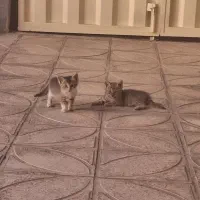 بچه گربه با تمام وسایل