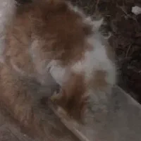 یک جفت گربه عقیم نشده