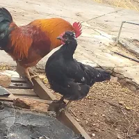 مرغ|حیوانات مزرعه|درمیان, |دیوار