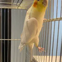 عروس هلندی مولد