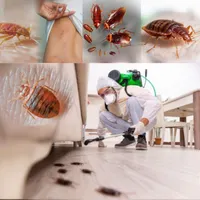 سمپاشی.سم پاش۱۰۰٪تضمینی ساس،کنه،سوسک و حشرات
