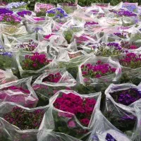 گل سینره|گل و گیاه طبیعی|ساوه, |دیوار