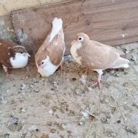 خوشرنگ و طوقی|پرنده|بندر کنگان, |دیوار