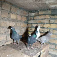 دورگ پلاکی و پرشی