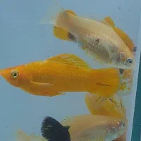 ماهی مولی انواع نژاد دم عقربی باله بادبانی خال دار|ماهی|مشهد, شفا|دیوار