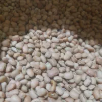 لوبیا پلویی|خوردنی و آشامیدنی|بدره, |دیوار
