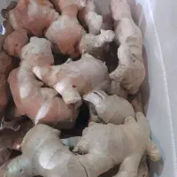 زنجبیل کارتن سفید 5 کیلویی