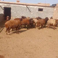 میش جوان درجه یک