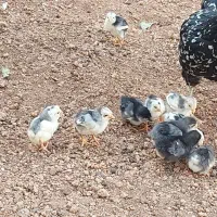 جوجه مرغ و خروس گلین|حیوانات مزرعه|شیراز, شهرک گلستان|دیوار