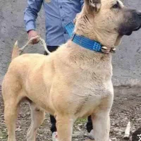 سگ نژاد دار|سگ|بهبهان, |دیوار