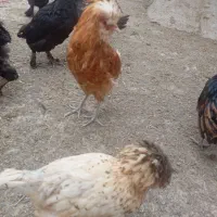 خروس و اردک