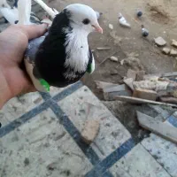 کبوتر|پرنده|سیمین شهر, |دیوار