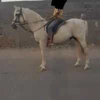 اسب نریان عرب مصری