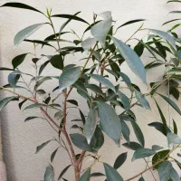 بن سای سرسبز و سرحال
