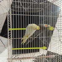 عروس هلندی با جوجه|پرنده|سرایان, |دیوار