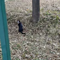 گم شده پیداشده