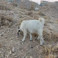 کهره نر و ماده درجه یک|حیوانات مزرعه|زرقان, |دیوار