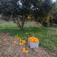 فروش زمین فوق العاده در شیرگاه