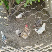 مرغ و خروس گلین