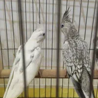 جوجه عروس چشم شرابی