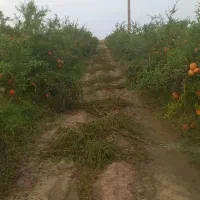 باغ-انار-نیم-اکتار-سرپا-بفروش-میرسد