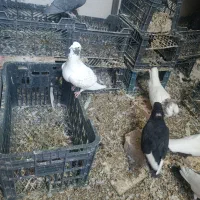 فروش کبوتر|پرنده|سراوان, |دیوار