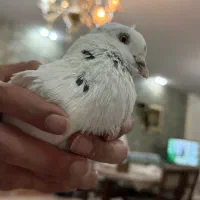 کبوتر پیدا شده محدوده جردن