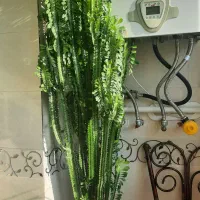 گل طبیعی زیبا و شاداب بیشتر از ۲ متر طولش است|گل و گیاه طبیعی|نقده, |دیوار