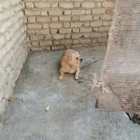 سگ تمیز و سر حال با مزه حرف گوش کن