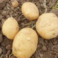 اجاره ۹هکتارونیم زمین مرغوب  بارانی برا کاشت پیاز
