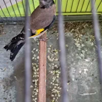 سهره دو هفته قفس داغسر|پرنده|تهران, مشیریه|دیوار